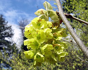 inflorescence