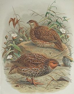<span class="mw-page-title-main">New Zealand quail</span> Extinct species of bird