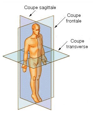 Anatomie Articulation