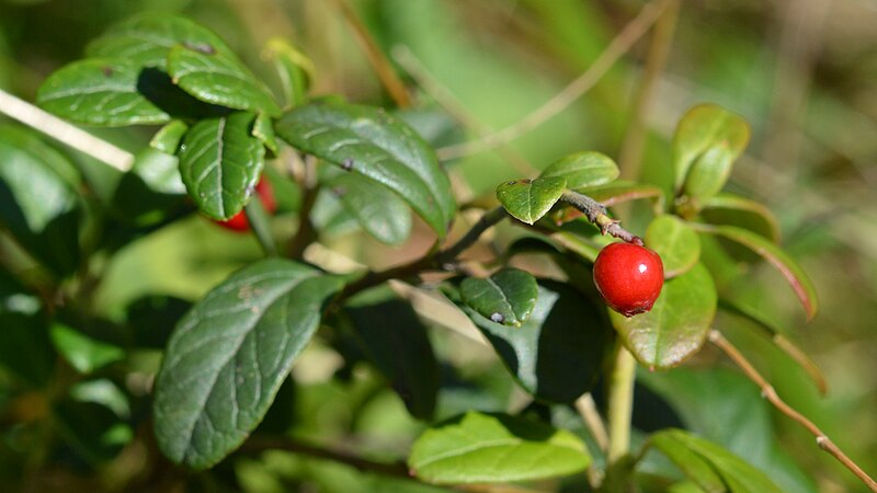 File:Cowberry (Vaccinium vitis-idaea) - Oslo, Norway (04).jpg