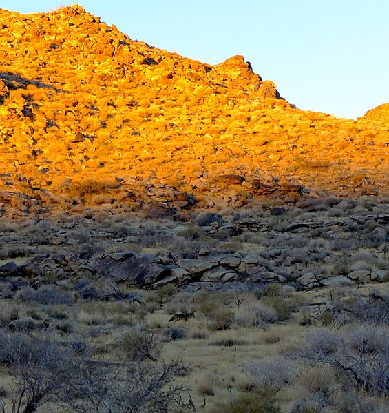 File:Coyote Morning (11551819075).jpg