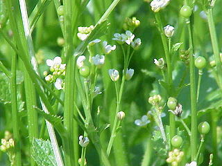 <i>Crambe abyssinica</i> Species of flowering plant