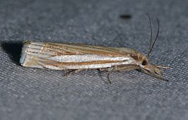 Crambus laqueatellus