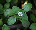 Crassula alsinoides