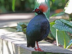 Crested Partridge RWD.jpg