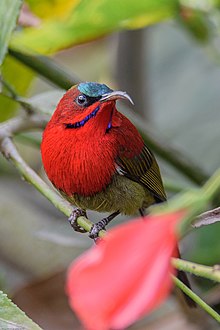 Crimson sunbird