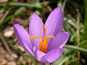Предсказания о крокусе. Крокус этрусский Цваненбург. Crocus sativus. Крокус персонаж. Луковица Крокус prins Claus (x15).