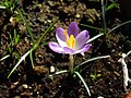 Crocus tommasinianus