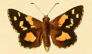 <i>Croitana croites</i> Species of butterfly