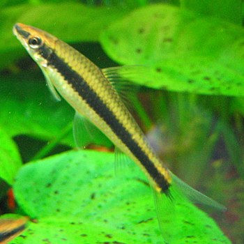 Close-up of a Siamese algae eater (sex unknown...