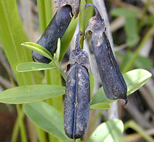 Mature pods of the rattlepod, Crotalaria retusa Crotalaria pods.jpg