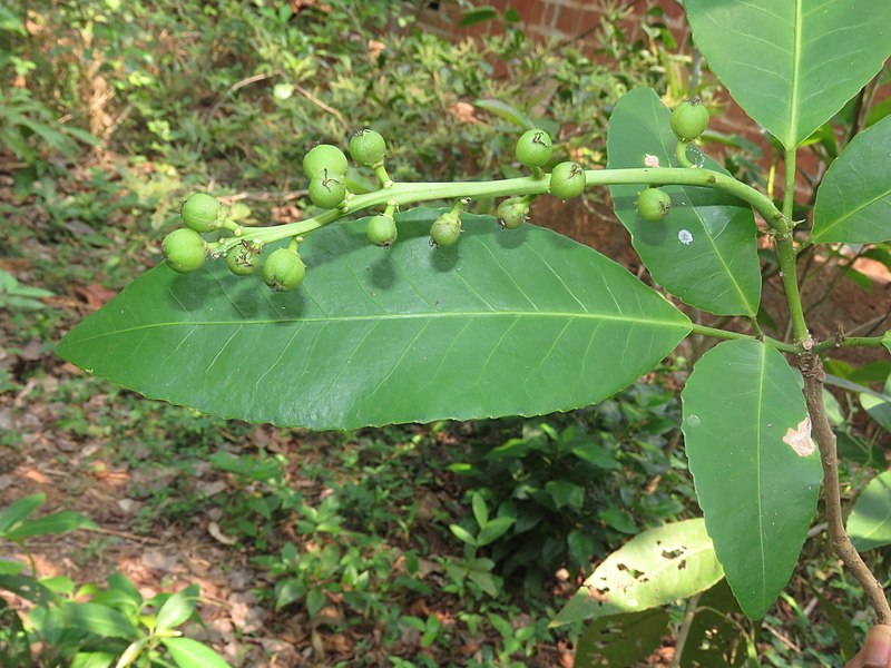 File:Croton persimilis at Peravoor 2018 (6).jpg