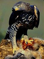 Crowned eagle