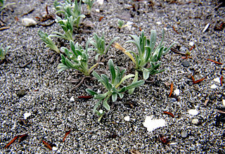 <i>Cryptantha leiocarpa</i> Species of plant