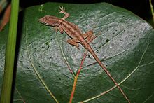 Cubansk kyst Anole (Anolis jubar) (8592691436) .jpg