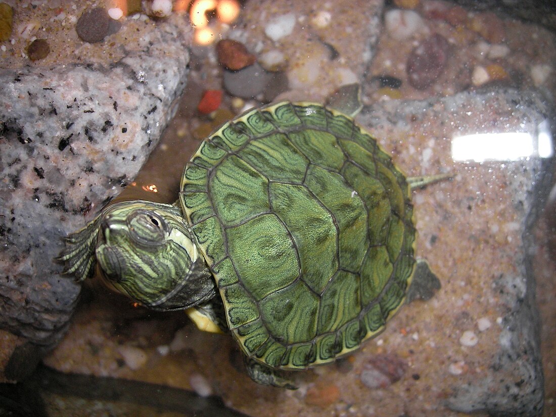 Cumberland slider