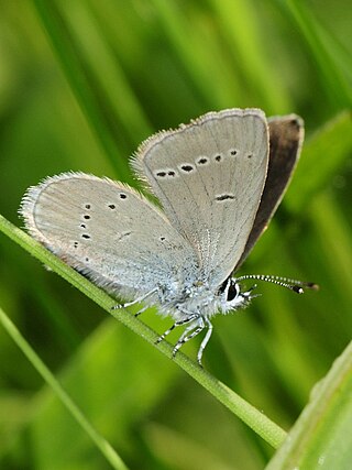 <span class="mw-page-title-main">Osiris blue</span> Species of butterfly