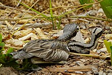 Curlews, Alawa Curlews, Alawa.jpg