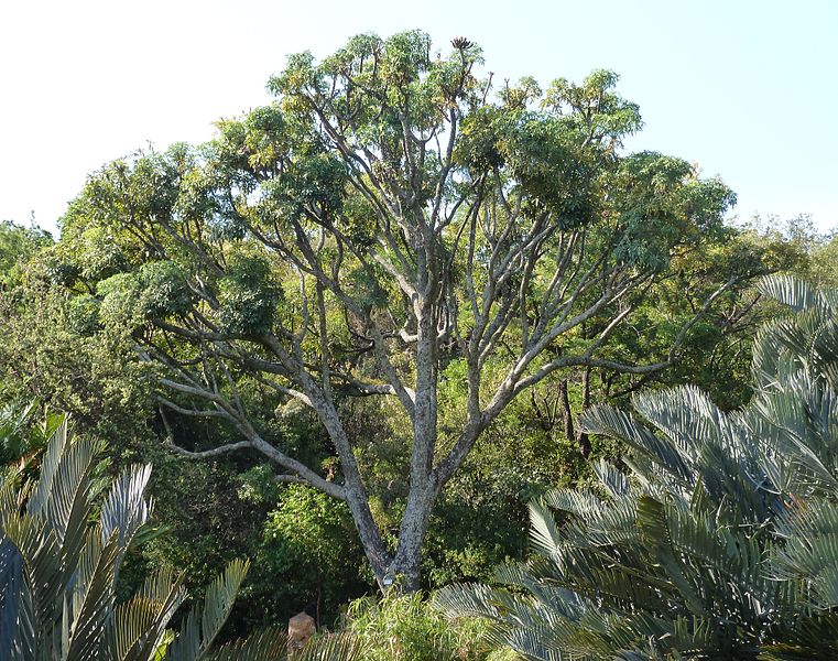 File:Cussonia spicata, habitus, a, Pretoria NBT.jpg