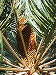 Cycas platyphylla Male cone 1. jpg