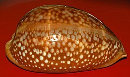 Macrocypraea cervus