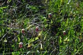 Cypripedium guttatum