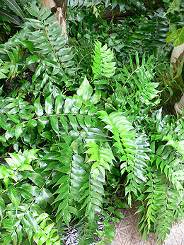 Japansk Mahoniebregne (Cyrtomium falcatum)