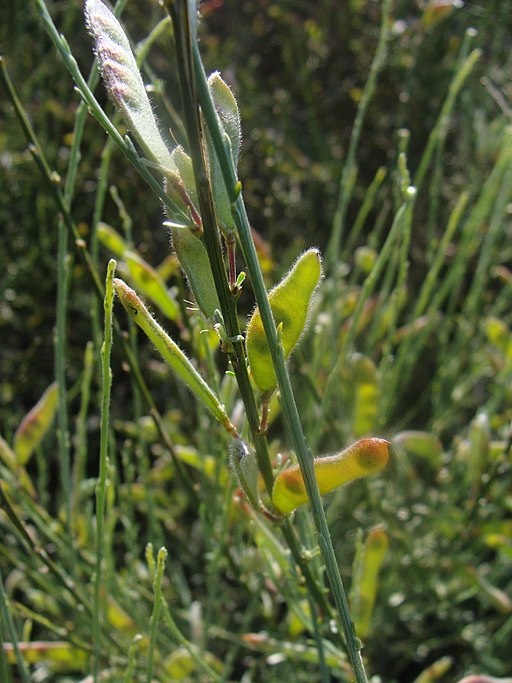 Cytisus arboreus.001 - Monfrague
