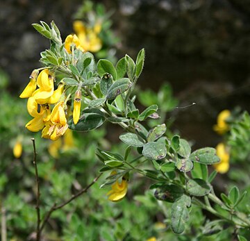 File:Cytisus villosus 3.jpg