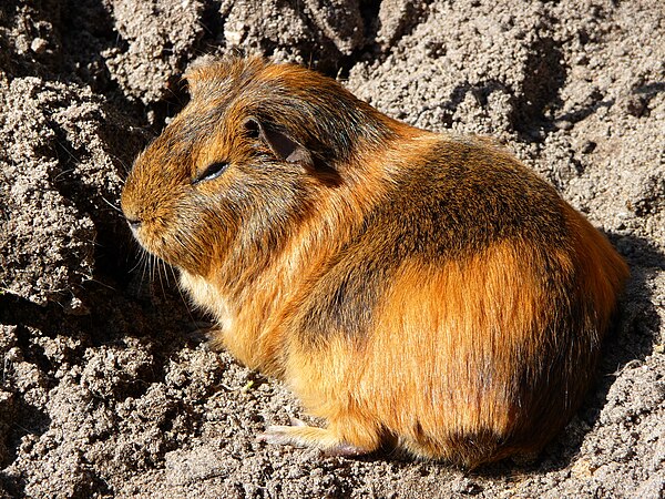 As at Tequendama and Aguazuque, abundant remains of the domesticated guinea pig have been found at Checua