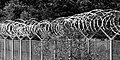 * Nomination Fence (with barbed wire) in the former arsenal in the Dernekamp hamlet, Kirchspiel, Dülmen, North Rhine-Westphalia, Germany --XRay 04:30, 18 January 2023 (UTC) * Promotion  Support Good quality -- Johann Jaritz 05:19, 18 January 2023 (UTC)