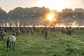* Nomination Dülmen ponies in the Wildbahn in the Merfelder Bruch (COE-004) in the morning fog at sunrise, Merfeld, Dülmen, North Rhine-Westphalia, Germany --XRay 03:29, 2 May 2017 (UTC) * Promotion Good quality --Jakubhal 07:42, 2 May 2017 (UTC)