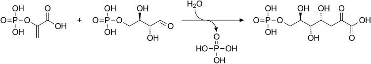 Biosynthesis of DAHP from phosphoenolpyruvate and erythrose-4-phosphate DAHP synthase reaction.svg