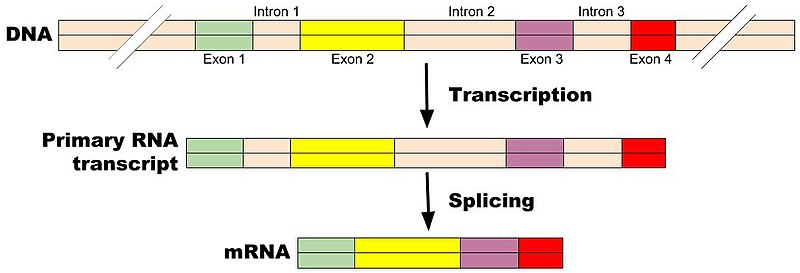 File:DNA to mRNA processing.jpg