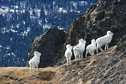 Dall sheep in Chugach State Park