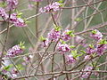 Daphne mezereum florida