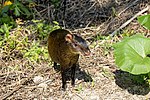 Thumbnail for Brown agouti