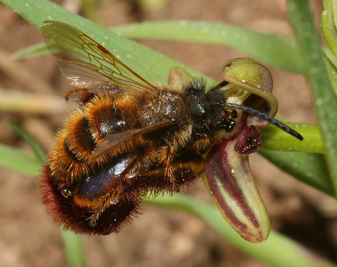 The pollinating wasp Dasyscolia ciliata in pseudocopulation with a flower of Ophrys speculum[1]