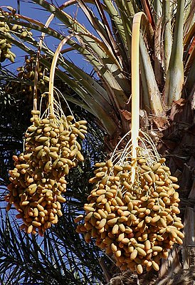 Racimos de dátiles en una palmera datilera