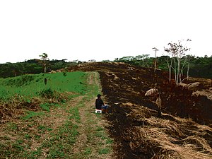 Deforestación: Definición, Perspectivas teóricas, Historia