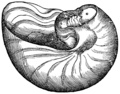 Segundo Saunders & Landman (1989), a primeira ilustração de uma concha de Nautilus foi feita por Pierre Belon no ano de 1553, na obra De aquatilibus.
