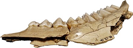 An example of a deer's mandible and teeth