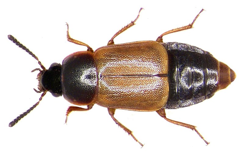 File:Deliphrum tectum (Paykull, 1789) (3984448568).jpg