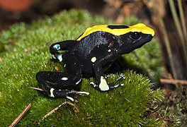 Dendrobates tinctorius au zoo de Karlsruhe.