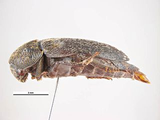 <i>Dermestes carnivorus</i> Species of beetle