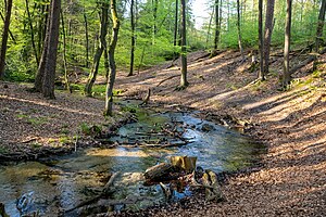 37. Platz: Tsungam mit Landschaftsschutzgebiet Hasselbach bei Detmold im Kreis Lippe