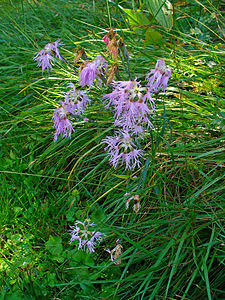 Dianthus superbus alpestris Habitus