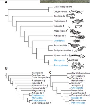 Artrópode: Anatomia, Classificação e filogenia dos artrópodes, Artrópodes marinhos
