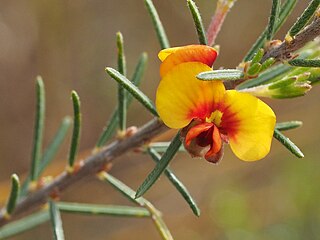 <i>Dillwynia sericea</i> Species of flowering plant