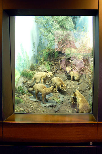 Diorama